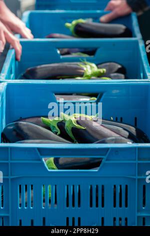 Harvesting of ripe purple eggplants vegetables in Dutch organic greenhouse, eggplants in blue plastic boxes Stock Photo
