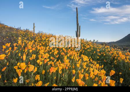 Scenic landscape of wildflower, Mexican poppy, superbloom, Bush Highway, Lower Salt River Recreation Area, Tonto National Forest, Mesa, Arizona, USA Stock Photo