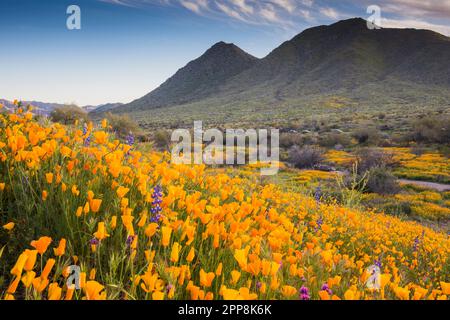 Scenic landscape of wildflower, Mexican poppy, superbloom, Bush Highway, Lower Salt River Recreation Area, Tonto National Forest, Mesa, Arizona, USA Stock Photo