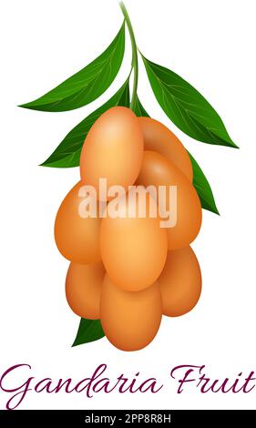 Gandaria fruits branch with foliage Stock Vector