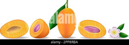 Marian plum gandaria fruits Stock Vector