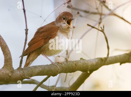 Berlin, Germany. 28th Apr, 2021. A nightingale (Luscinia megarhynchos) sits on a branch in a bush near the Teltow Canal in the Lichterfelde district and sings at the top of its lungs. (to dpa: Love songs in the night - The nightingales are back) Credit: Wolfram Steinberg/dpa/Alamy Live News Stock Photo