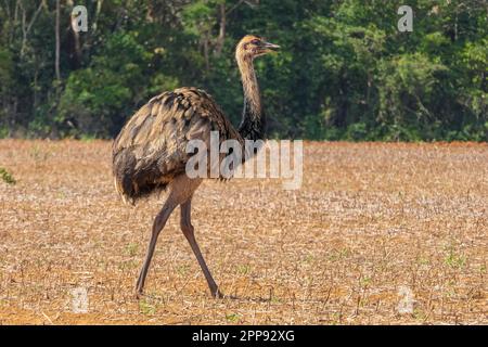 Close-up of an Rhea or Nandu walking over a red harvested field with rainforest in the background, Mato Grosso, Bazil Stock Photo
