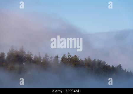 Island with pine trees and fog at sunrise on a northern Minnesota lake ...