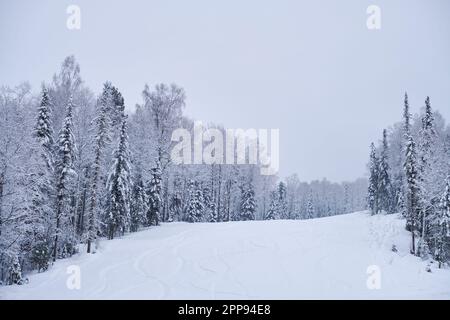 Teletsky Altai winter mountain ski resort. Mount and forest background under snowfall. Stock Photo