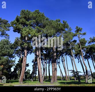 Tall Maritime Pine Trees in North Hagley Park in Autumn, New Zealand Stock Photo