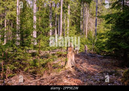 Young norwegian spruces illuminated by spring midday sun in coniferous forest, Bialowieza Forest, Polans, Europe Stock Photo