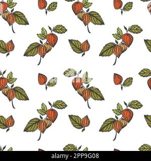 Seamless pattern with fruits of Chinese physalis. Color hand drawn sketch illustration. Design elements for fabric, wrapping paper, background and Stock Vector