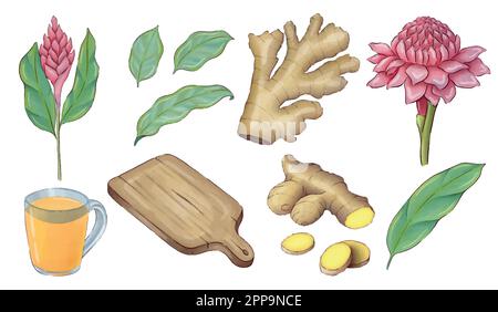 Digitally drawn ginger flowers and roots vector set, elements combined in compositions. Stock Vector