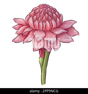 Digitally drawn ginger flowers and roots vector set, elements combined in compositions. Stock Vector
