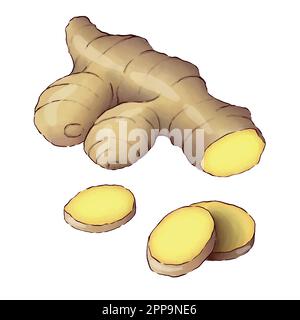 Digitally drawn ginger flowers and roots vector set, elements combined in compositions. Stock Vector