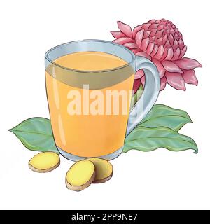 Digitally drawn ginger flowers and roots vector set, elements combined in compositions. Stock Vector