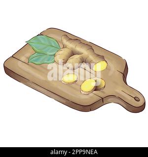 Digitally drawn ginger flowers and roots vector set, elements combined in compositions. Stock Vector