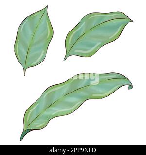 Digitally drawn ginger flowers and roots vector set, elements combined in compositions. Stock Vector