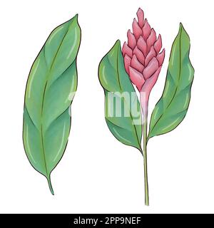 Digitally drawn ginger flowers and roots vector set, elements combined in compositions. Stock Vector