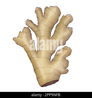 Digitally drawn ginger flowers and roots vector set, elements combined in compositions. Stock Vector