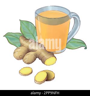 Digitally drawn ginger flowers and roots vector set, elements combined in compositions. Stock Vector