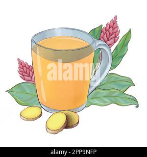 Digitally drawn ginger flowers and roots vector set, elements combined in compositions. Stock Vector