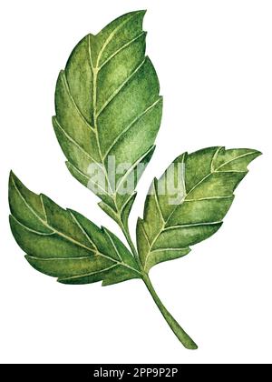 Watercolor vector dahlia flowers set decorations. Elements with flowers and leaves combined in beautiful wedding or birthday decor. Stock Vector
