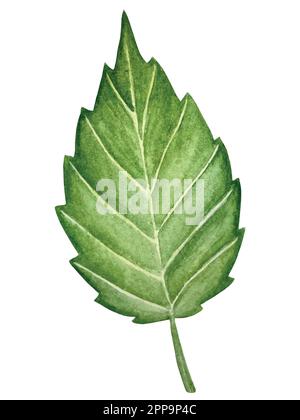 Watercolor vector dahlia flowers set decorations. Elements with flowers and leaves combined in beautiful wedding or birthday decor. Stock Vector