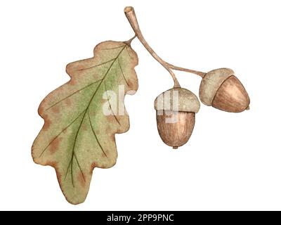 Watercolor vector autumn set. Decorations with forest leaves and mushrooms. Stock Vector