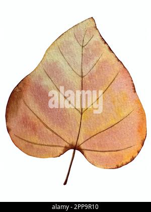 Watercolor vector autumn set. Decorations with forest leaves and mushrooms. Stock Vector