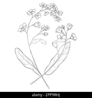 Outline floral vector illustrations. Perfect for design invitation cards, blogs, packaging and for making coloring books. Botanical illustrations set. Stock Vector