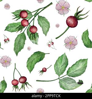 Watercolor set of illustrations with rose hip flowers, leaves and berries. Wedding invitation floral decorations. Stock Vector