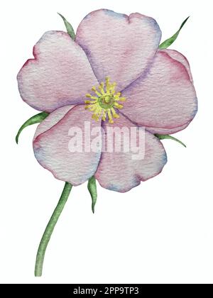 Watercolor set of illustrations with rose hip flowers, leaves and berries. Wedding invitation floral decorations. Stock Vector