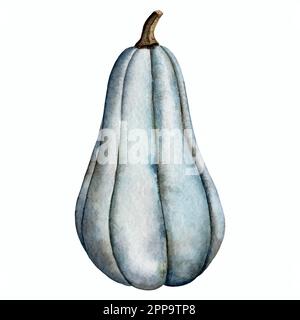 Pumpkins and squash illustrations. Halloween and thanksgiving selebrations. Stock Vector