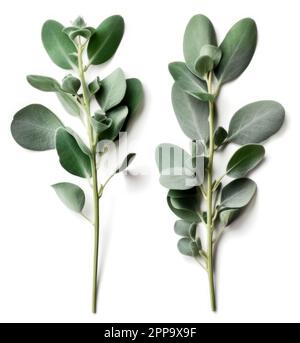 Two eucalyptus twigs isolated over a white background, top view Stock Photo