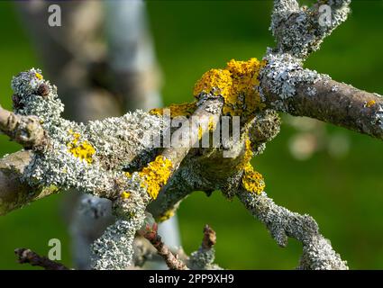 tree lichen on an apple tree Stock Photo