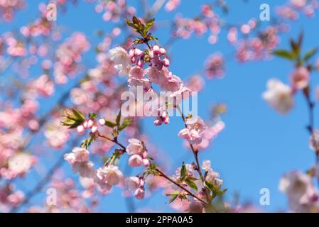 Sakura cherry blossom branch on blue sky background Stock Photo