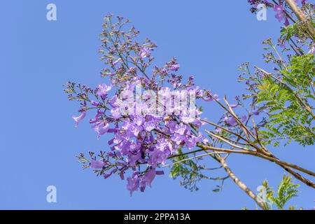 Violet flowers and seeds of the Jacaranda tree among the foliage against the blue sky. Closeup Stock Photo