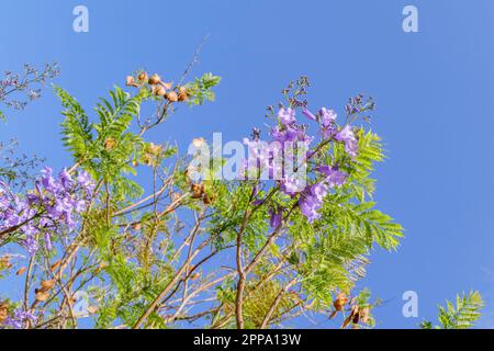 Violet flowers and seeds of the Jacaranda tree among the foliage against the blue sky. Closeup Stock Photo