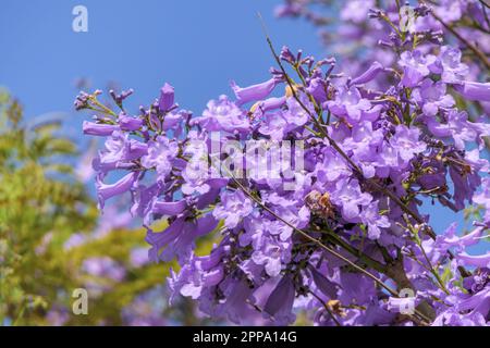 Violet flowers and seeds of the Jacaranda tree among the foliage against the blue sky. Closeup Stock Photo