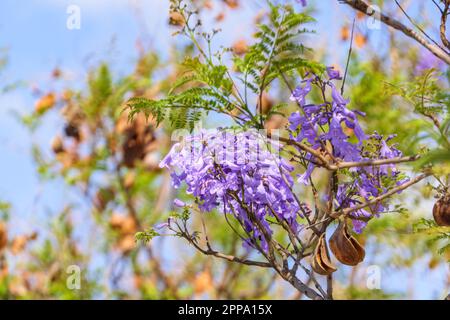 Violet flowers and seeds of the Jacaranda tree among the foliage against the blue sky. Closeup Stock Photo