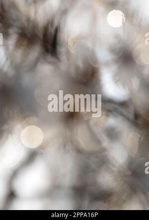 Background in colours of white and grey. Defocused and abstract spring cherry blossoms. Stock Photo