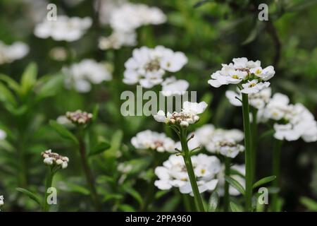 close-up of pretty white Iberis sempervirens with buds and flowers in a garden, selective focus Stock Photo