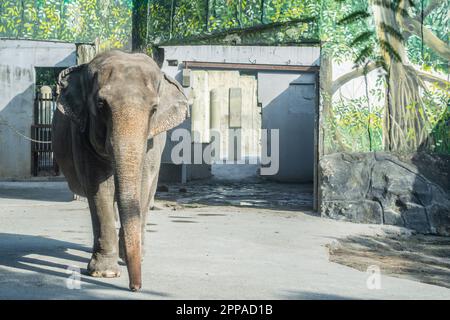 Mali is the sole elephant attraction at the Manila Zoo in the Philippines Stock Photo