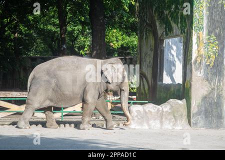 Mali is the sole elephant attraction at the Manila Zoo in the Philippines Stock Photo