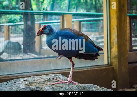 Porphyrio Porphyria, Philippine Swamphen Stock Photo