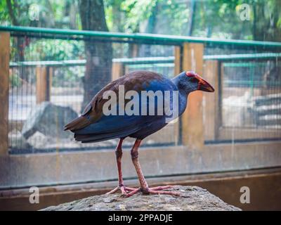 Porphyrio Porphyria, Philippine Swamphen Stock Photo