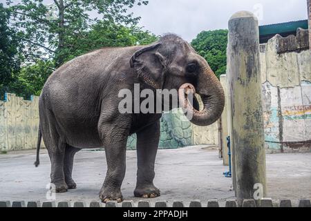 Mali is the sole elephant attraction at the Manila Zoo in the Philippines Stock Photo