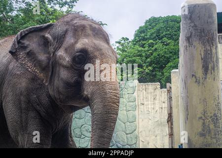 Mali is the sole elephant attraction at the Manila Zoo in the Philippines Stock Photo