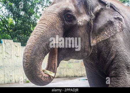 Mali is the sole elephant attraction at the Manila Zoo in the Philippines Stock Photo