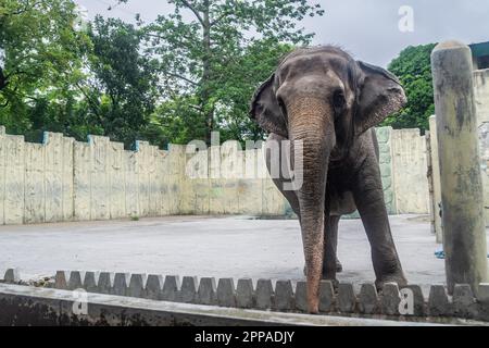 Mali is the sole elephant attraction at the Manila Zoo in the Philippines Stock Photo