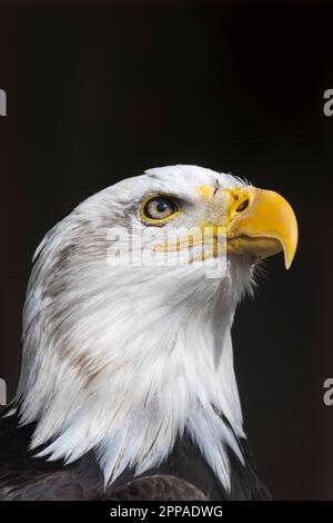 Bald eagle closeup Stock Photo