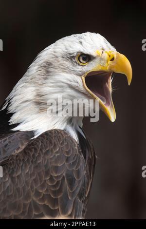 Bald eagle closeup Stock Photo