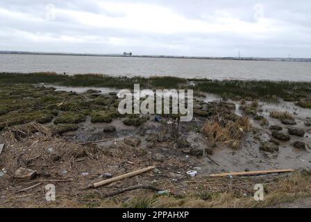 High Tide line following recent storms behind saltmarsh on the tidal River Thames, Rainham Marshes, Essex, 12th March 2023. Stock Photo